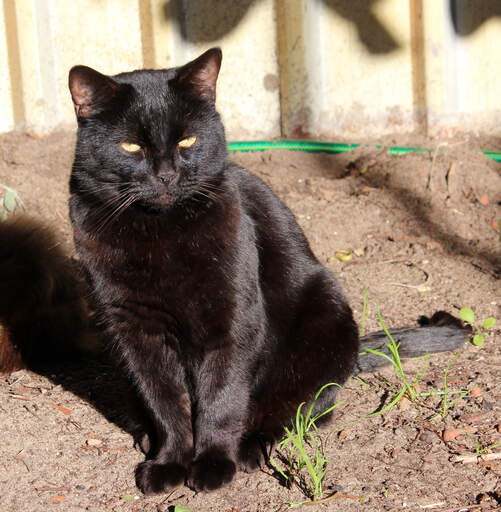 En vacker bombay-katt som sitter i solen
