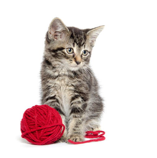 Un mignon chaton american shorthair avec une pelote de laine