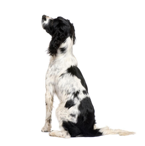A beautiful young adult English Springer Spaniel with a long black and white coat