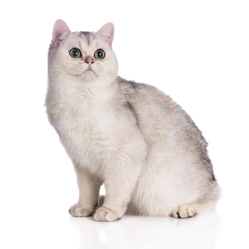 Un chat british shorthair avec une fourrure à pointes