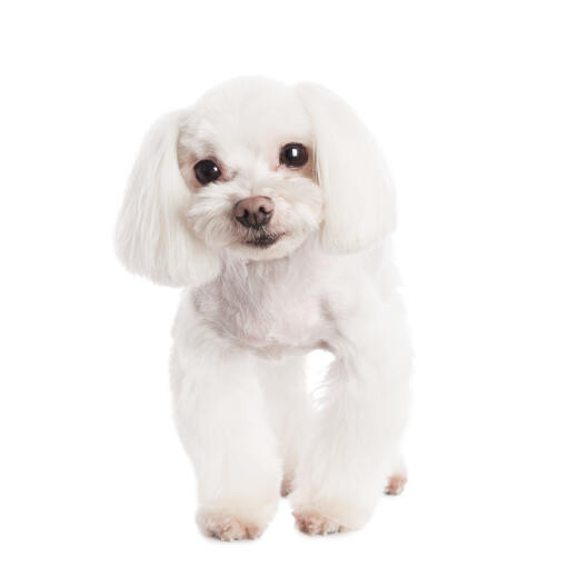 A beautiful little Maltese with a well groomed soft, white coat