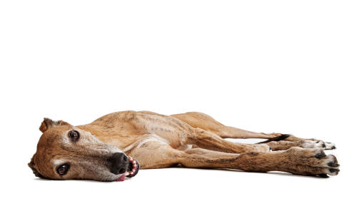 En vilande greyhound som njuter av sin tid på Golvet.