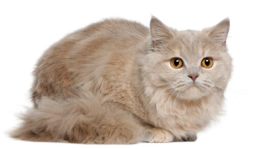 Un chat british longhait pâle aux yeux ambrés