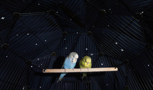 Perruches perchées à l'intérieur de Omlet Geo cage pour oiseaux avec couverture de nuit sur la cage
