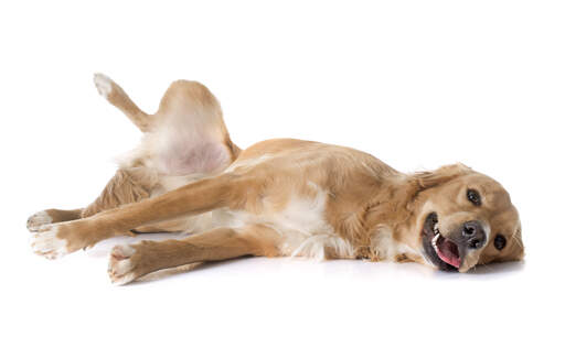 Een volwassen wordende Golden retriever puppy die over de vloer rolt