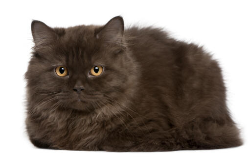 Un chat britannique à poils longs avec un pelage gris fumé