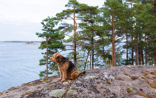 En mogen airedale terrier som njuter av att vila på klipporna
