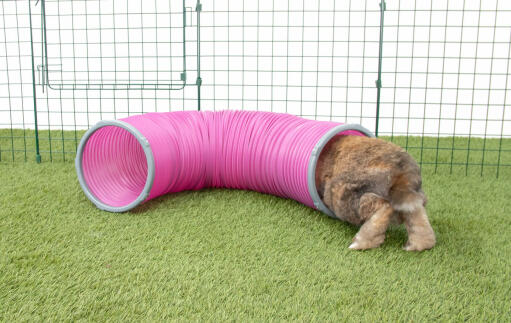 Kaninchen Goin Zippi spieltunnel