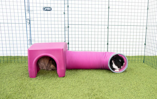 Kaninchen im lila Zippi unterschlupf und spieltunnel