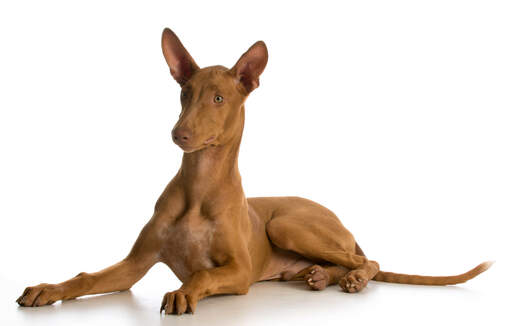 A gorgeous male Pharaoh Hound lying down with his beautiful ears perked