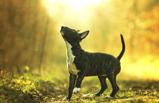 A lovely, little, black Bull Terrier playing in the sun