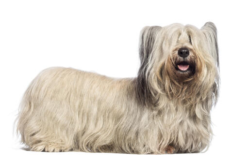 A Skye Terrier with an incredible long, white coat