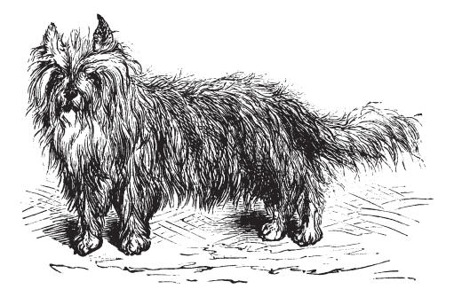 A drawing of a Skye Terrier