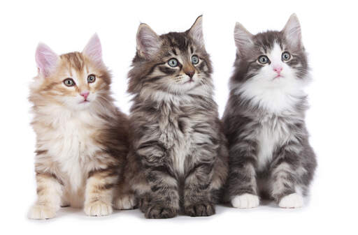 Trois jolis chatons forêt norvégienne