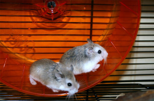 Hamsters dans la roue Qute par les doyens