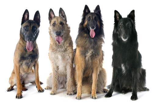 De fyra typerna av belgiska herdehundar (groenendael, laekenois, malinois, tervueren)