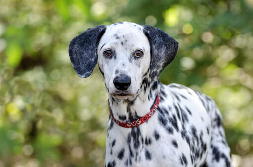 An attentive young Dalmatian waiting for a command from it's owner
