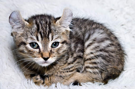 Ein kleines highlander-kätzchen, das zu einer großen katze heranwachsen wird