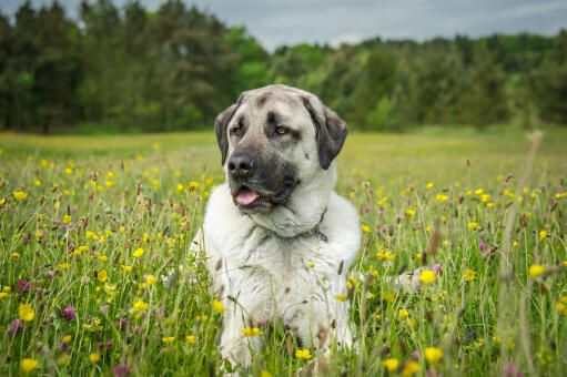 En härlig vuxen anatolisk herdehund med frisk, tjock päls