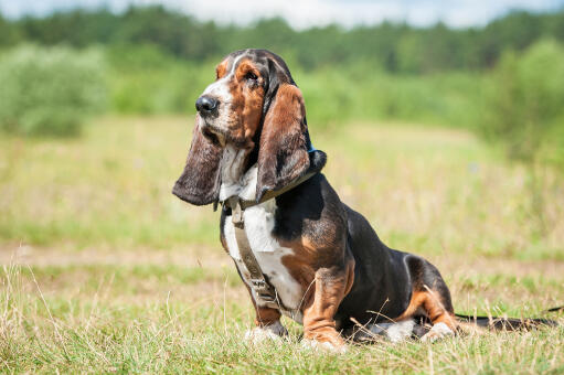 A healthy, adult Basset Hound, sitting very neatly