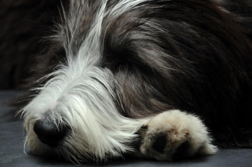 A close up of a Bearded Collie's beautiful long coat