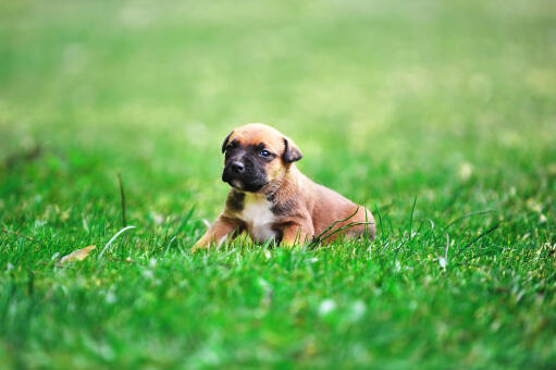 En mycket söt belgisk herdehund (malinois) valp på gräset