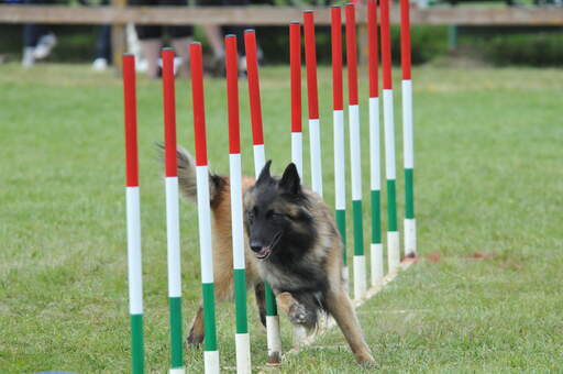 Een behendige belgische herdershond (tervueren) op een behendigheidsparcours