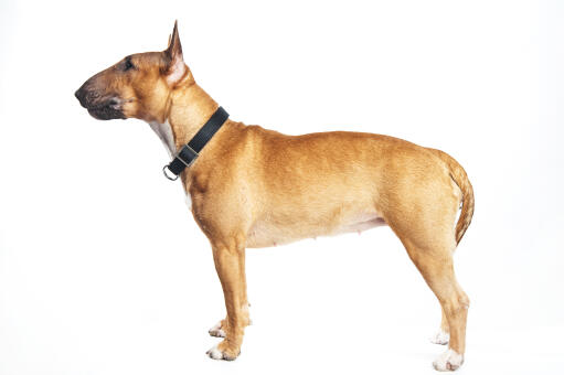 A female, adult Bull Terrier with a beautiful physique