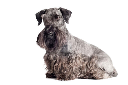 Un terrier césky adulte au pelage gris et noir magnifiquement soigné