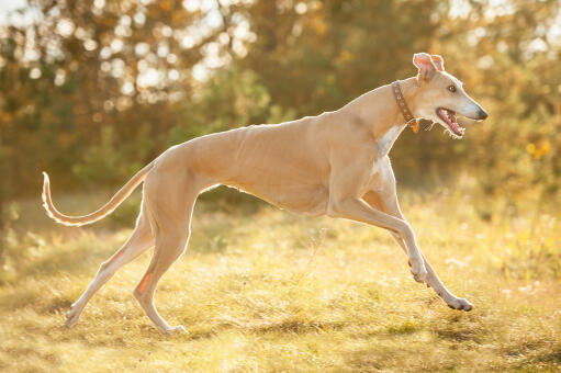 A wonderful female Greyhound, shwoing off it's beautiful long body and tail