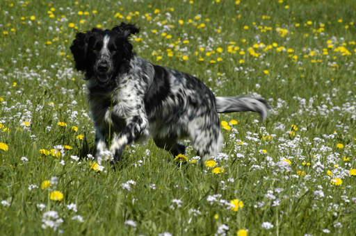A Large Munsterlander enjoying a walk through a field of wild flowers