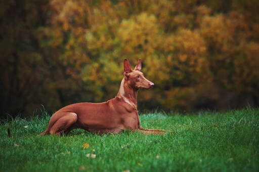 Ein wunderschöner erwachsener pharaonenhund, der sich ausruht und ordentlich im gras liegt