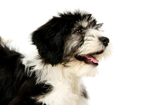 En närbild av en polsk låglandsfårhunds otroligt mjuka päls