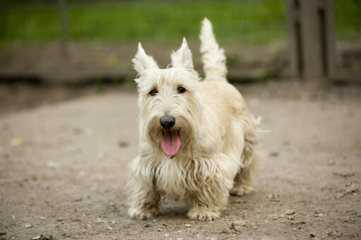 A light coated Scottish Terrier waiting patiently for some attention