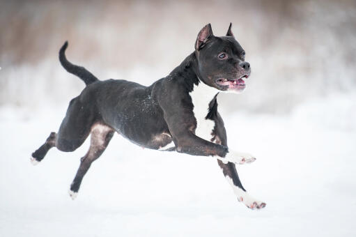 Ein muskulöser staffordshire-bullterrier springt durch die Snow