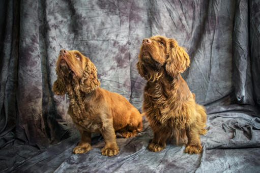 Two beautiful little Sussex Spaniels sitting patiently, waiting for some attention