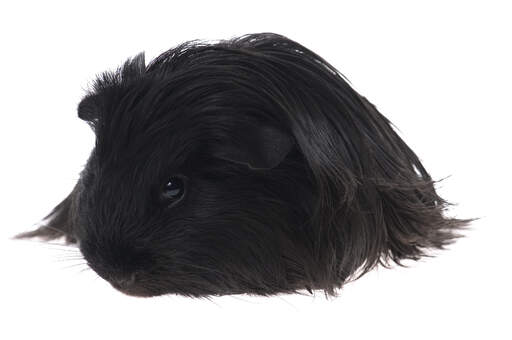 A Silky Guinea Pig with incredible long dark fur
