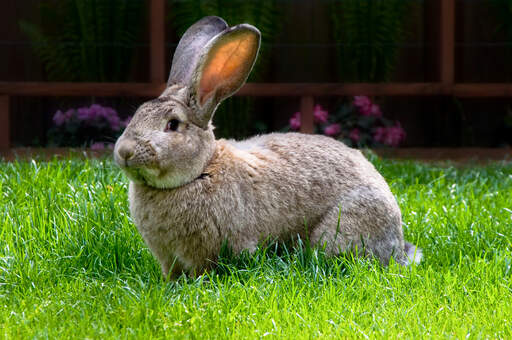 Les belles grandes oreilles d'un lapin géant flamand
