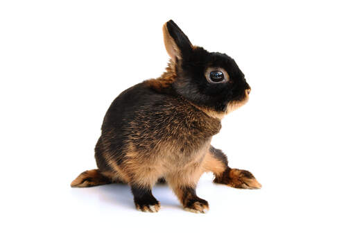 En vacker ung brun kanin med en otroligt mörkbrun päls och korta öron.