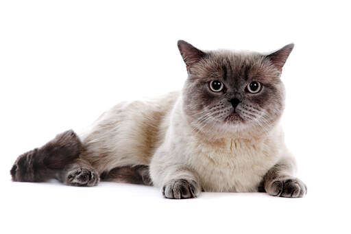 Un chat british shorthair avec un brillant pelage colourpoint