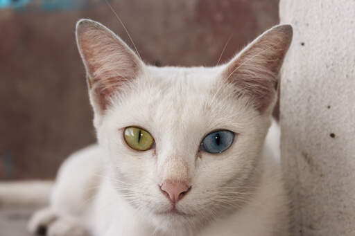 Un chat khao manee avec ses yeux de couleurs étranges