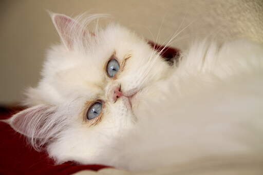 Un beau chat camée aux yeux bleus