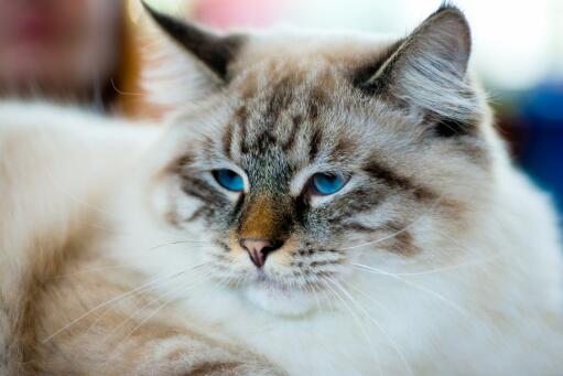 En söt ragamuffin-katt med vackra blå öGon