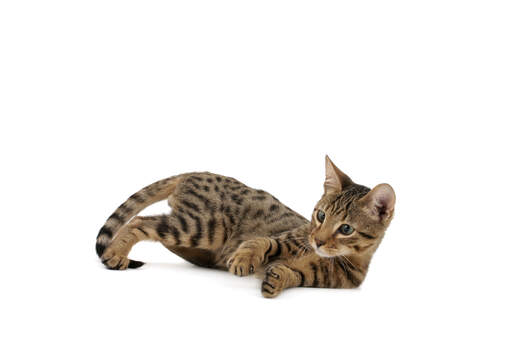 Un joli chaton du serengeti qui joue