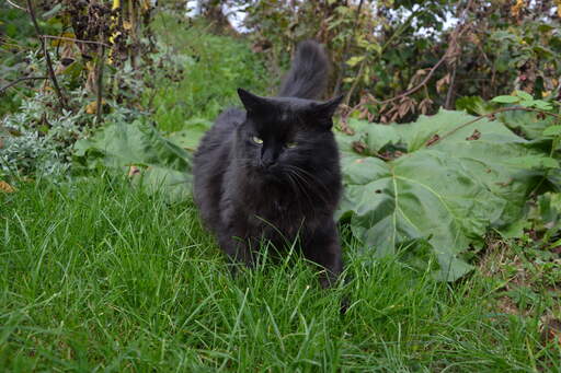 Un chat noir tiffanie qui patrouille dans le jardin