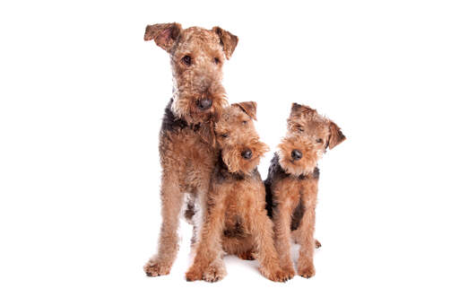 Tre unga airedale terriers som njuter av varandras sällskap