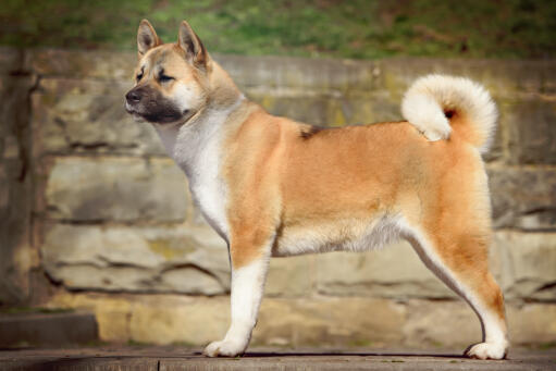 A powerful looking akita with a fantastically curled bushy tail