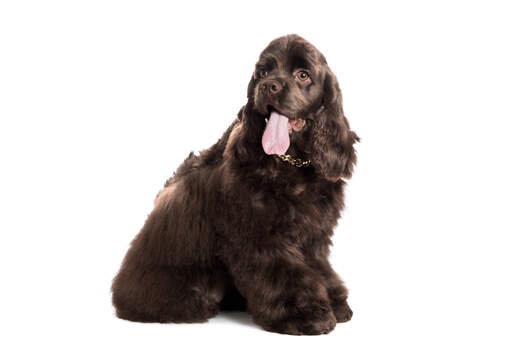a gorgeous american cocker spaniel with long soft ears