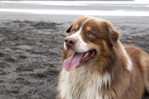 A handsome australian shepherd waiting to play a game