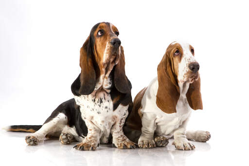Two adult Basset Hounds sitting comfortably